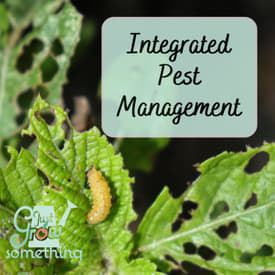 Integrated Pest Management in the Home Garden - Ep. 228