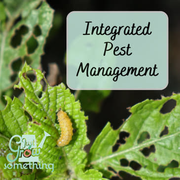 Integrated Pest Management in the Home Garden - Ep. 228