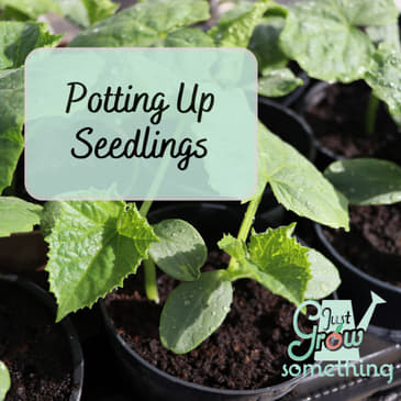 When and How to Pot Up Transplants - Ep. 238