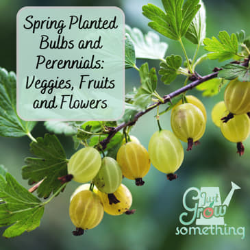 Spring-Planted Bulbs and Garden Perennials - Ep. 240