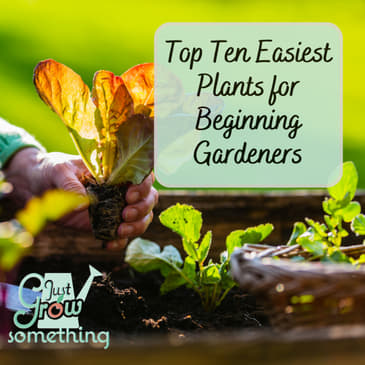 Easiest Crops for Beginners - Ep. 244