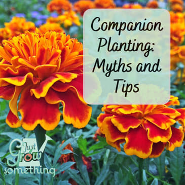 Companion Planting Myths and Tips - Ep. 246