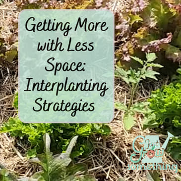 Smarter Planting for Bigger Harvests: Interplanting Strategies - Ep. 247