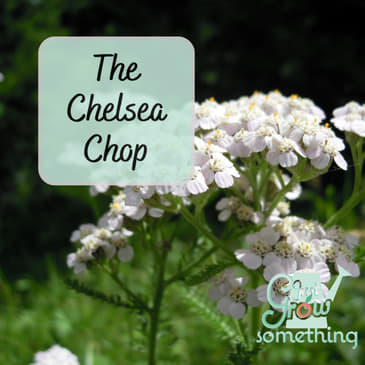 The Chelsea Chop: How to Prune for Longer Blooms and Healthier Plants - Ep. 252