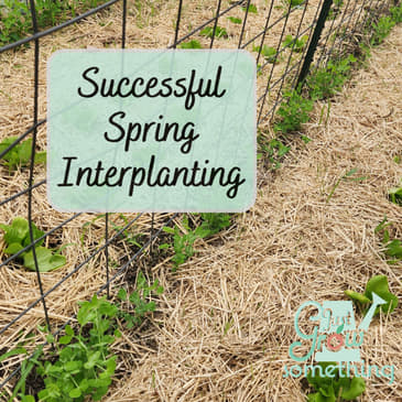 Spring Interplanting Strategies: What Worked, What Flopped, and Why - Ep. 254