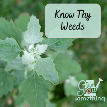 Know Thy Weeds: 5 Plant Families Sabotaging Your Garden - Ep. 255