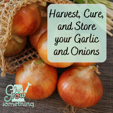 How to Harvest, Cure, and Store Garlic and Onions - Ep. 256