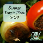Summer Tomato Problems - Ep. 262