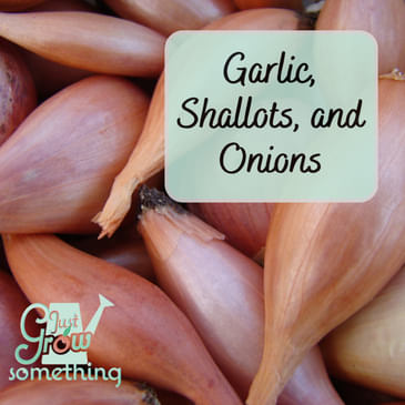 Garlic, Onions and Shallots: Your Fall Planting Guide - Ep. 272