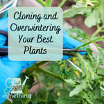 How to Clone Your Best Plants from the Garden (and Why) - Ep. 273