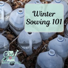 Winter Sowing 101 - Ep. 279