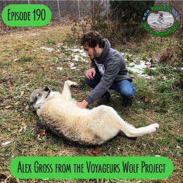 Episode 189 - Alex Gross from Voyageurs Wolf Project