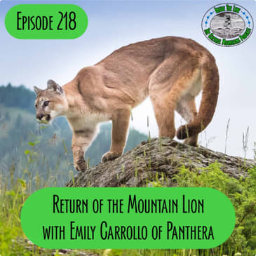 Episode 218 – Return of the Mountain Lions? With Emily Carrollo of Panthera