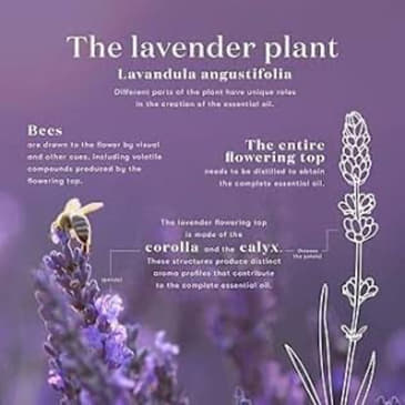 Episode 568: The Benefits of Lavender