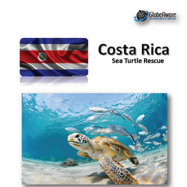 Ready to Participate in our Sea Turtle program in Costa Rica?