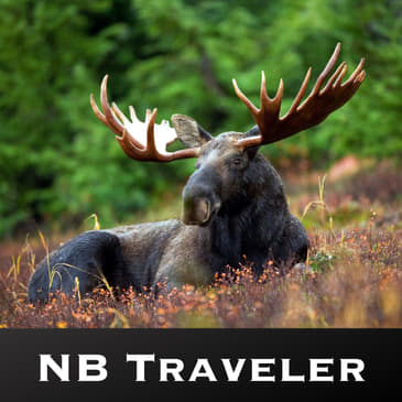 Moose in New Brunswick