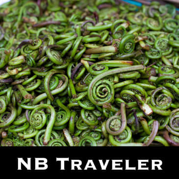 Fiddleheads in New Brunswick