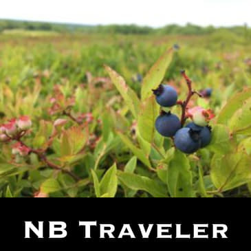 Wild Blueberries in New Brunswick