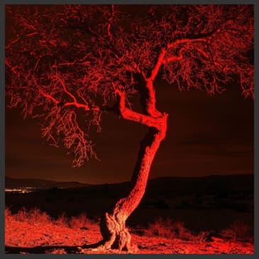 Tales from the Mexican Desert