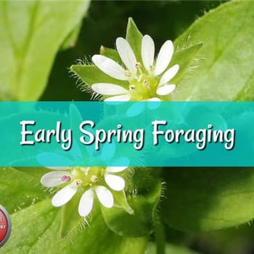 Early Spring Foraging with Herbal Prepper Live on PBN