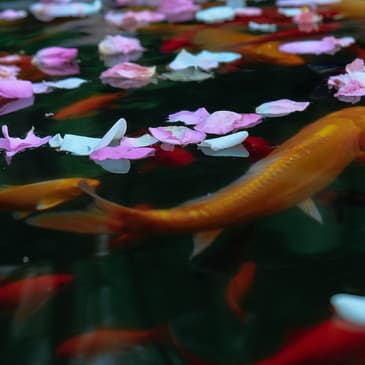 Aquaponics for Preppers - Part 3: Water Quality with The Next Generation Show