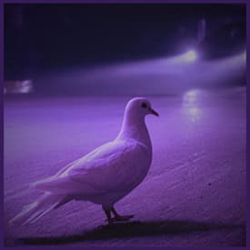 Until We Meet Again: A True Story of Grief and the Unknown
