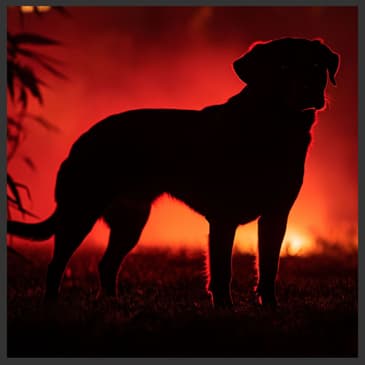 If Dogs Could Talk (and Two More Haunting Creepypastas)