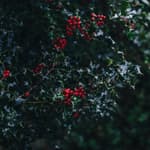 Episode 39- Colonial Christmas Flashback!