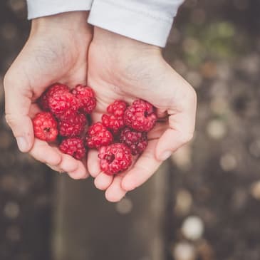 Wild Berries and Foraging - The Next Generation Show