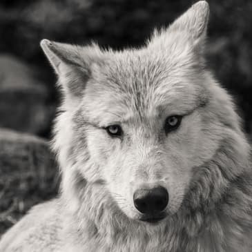 T1_Ep3 ¿A que lobo alimentas?