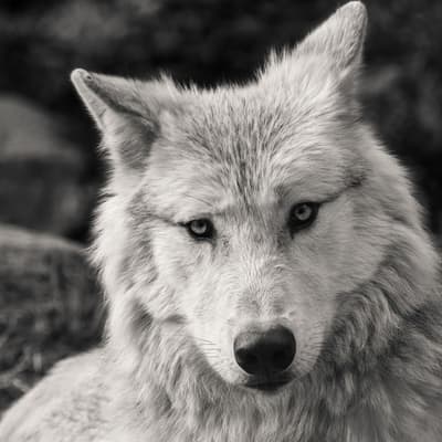 T1_Ep3 ¿A que lobo alimentas?