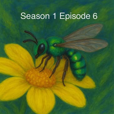 The Metallic Marvels - Sweat Bees