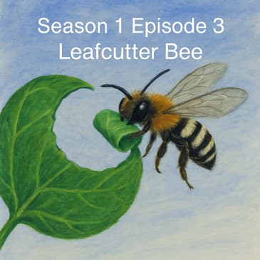 The Leafcutter Bee Vandals
