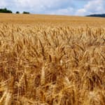 30. Redemption and Hope: Ruth, Naomi and the Faithful God Part 2