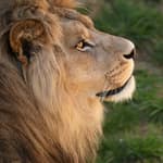 27. The Living God: Daniel and the Faithful God Part 3