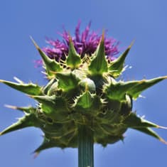 45. When We Go Our Own Way: Running from the Faithful God