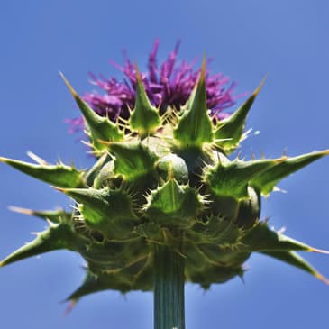 45. When We Go Our Own Way: Running from the Faithful God