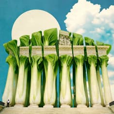 Bok Choy