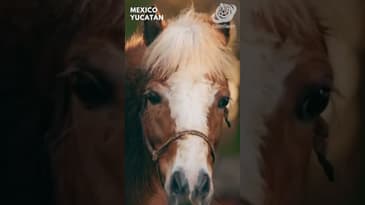 Mexico Is Right Next Door! Summer Vacation in Mexico with Globe Aware