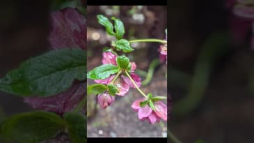 Rainy Garden in bloom feat. Seedlings #gardening #flowers #asmr #lofi