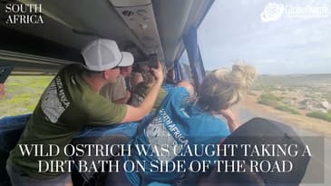 A Wild Ostrich Caught Taking A Dirt Bath On Side Of The Road In South Africa!