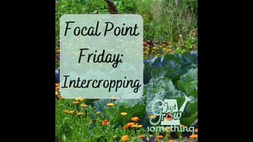 Focal Point Friday: More About Intercropping