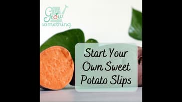 Starting Your Own Sweet Potato Slips - Ep. 171