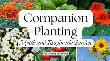 Is Companion Planting a Lie? What the Research Actually Says - Ep. 246