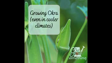 Growing Okra - Ep. 152