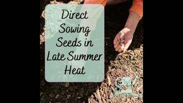 Direct Sowing Seeds in Late Summer Heat - Focal Point Friday