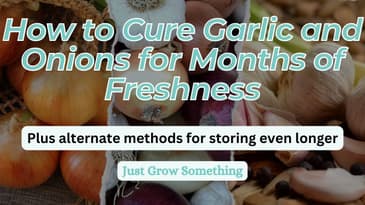 How to Cure and Store Garlic and Onions for Months of Fresh Eating