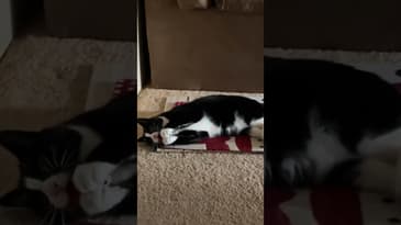 No Stopping Me #FunnyCats #Sharks