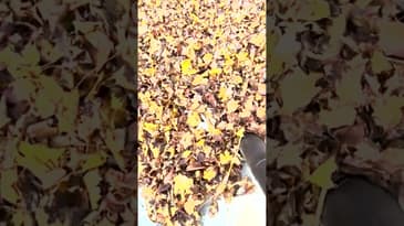 Using the WORX 40V Blower/Mulcher/Vac to vacuum and mulch