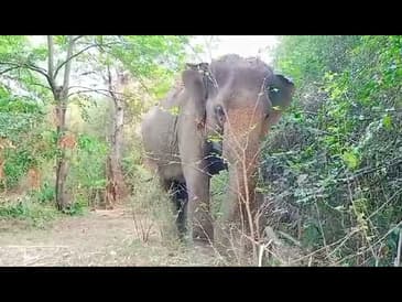 Pookie the Elephant Spring 2021 Update from Thailand